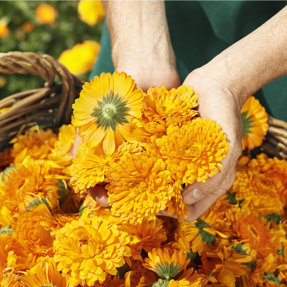 WELEDA Calendula-Zahncreme 75 ml Zahnpasta