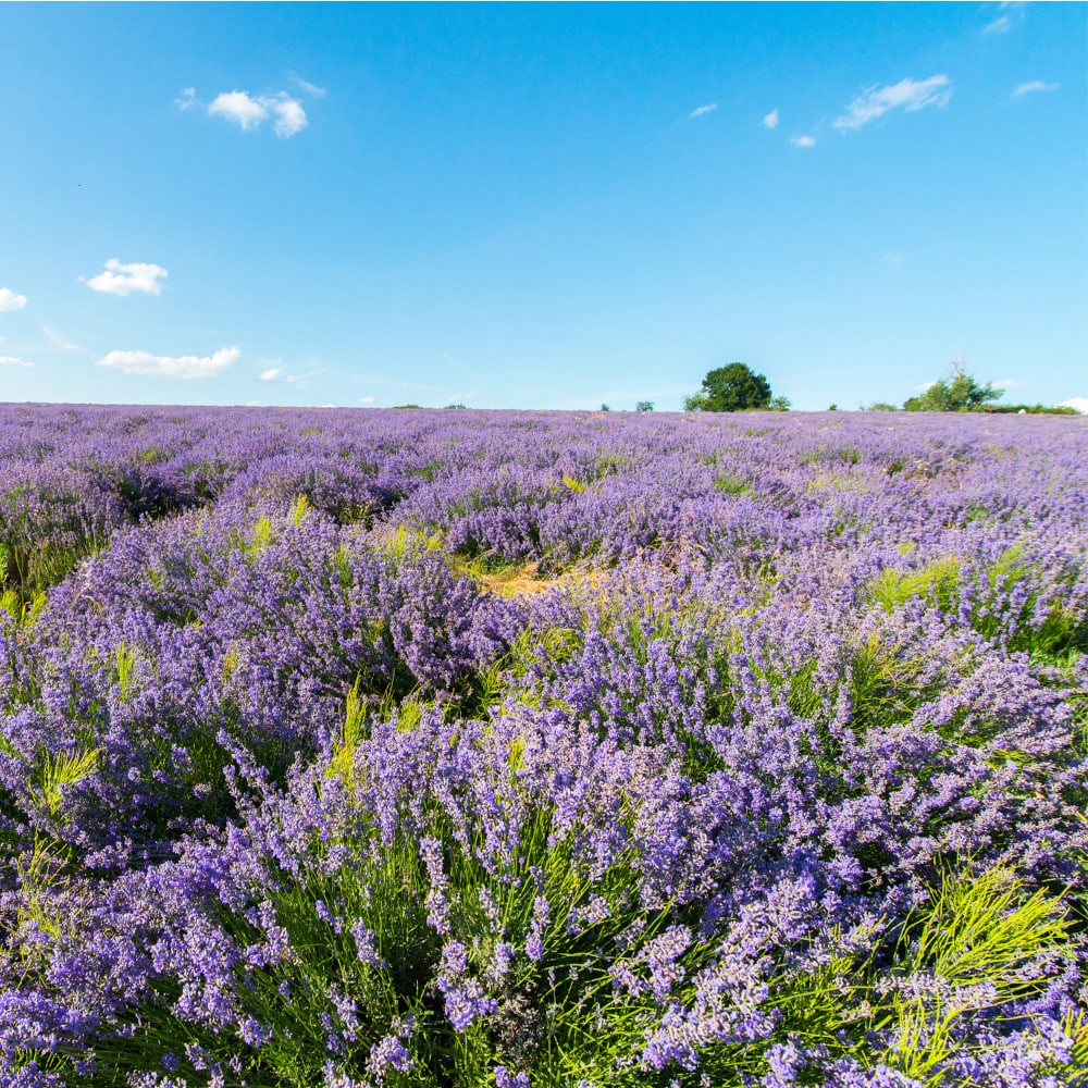 Weleda Feste Duschpflege Lavender + Vetiver 75 g