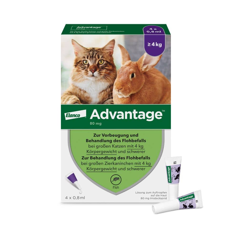 Advantage 80mg Für große Katzen und große Zierkaninchen 4X0.8 ml Lösung