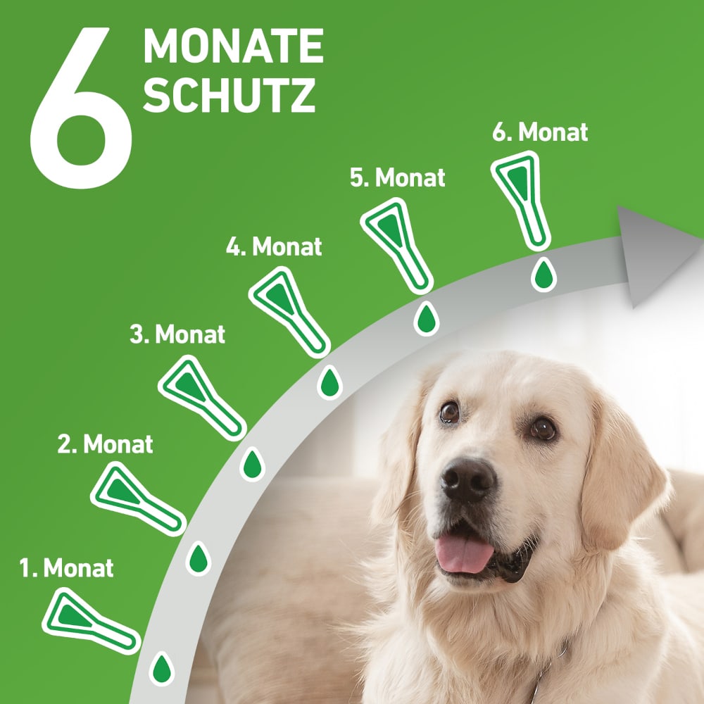 FRONTLINE COMBO gegen Zecken, Flöhe (Flöhe, Eier, Larven, Puppen) für Hunde S (5-10 Kg) 6 St Lösung