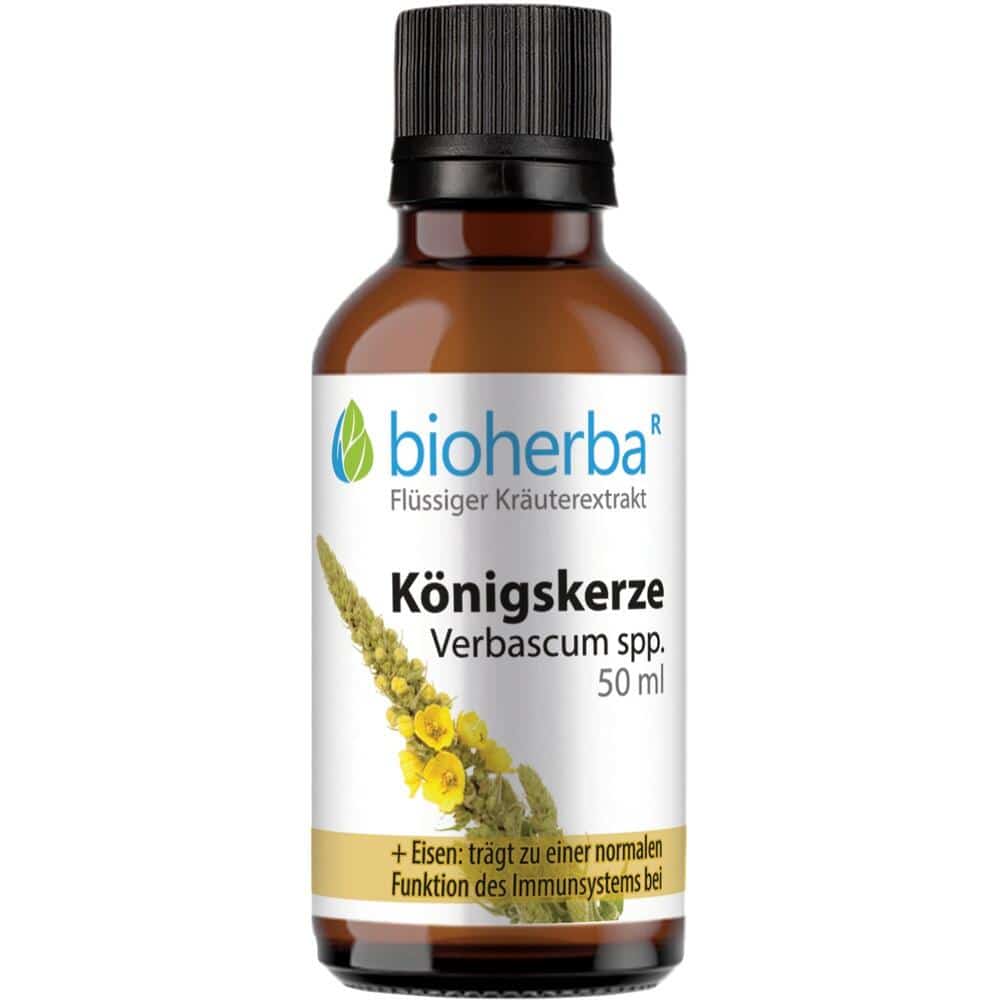 KOENIGSKERZE VERBASCUM SPP