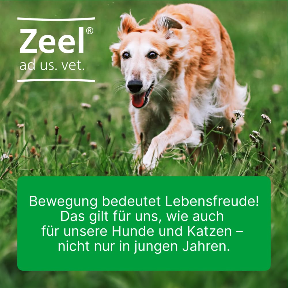 Zeel ad us. vet.  500 St Tabletten