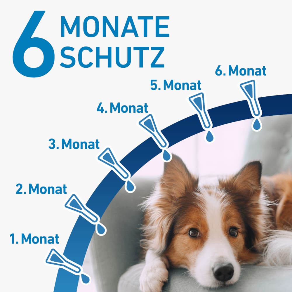 FRONTLINE SPOT-ON gegen Zecken, Flöhe und Haarlinge für Hunde S (2-10 kg)  6 St Lösung