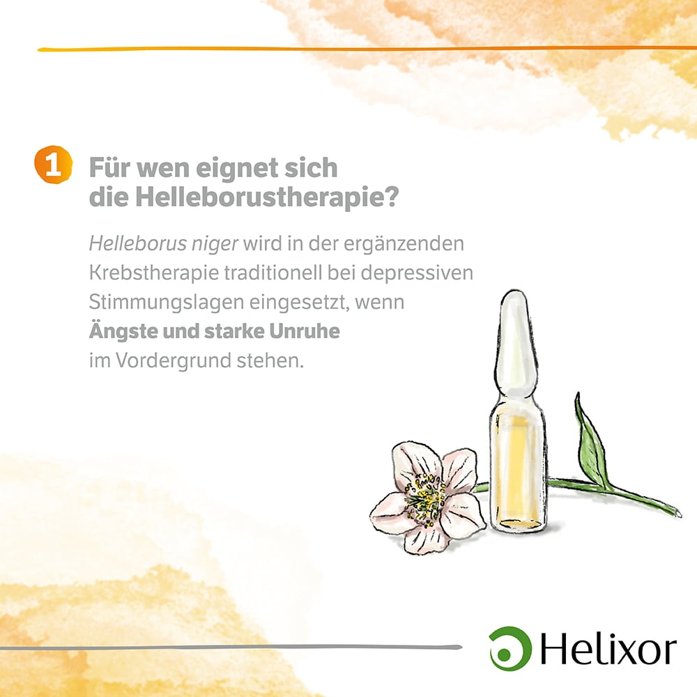 Helleborus foetidus aquos. D4 Ampullen 8X1 ml Ampullen