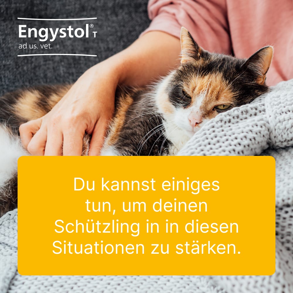 Engystol T ad us. vet. 100 St Tabletten