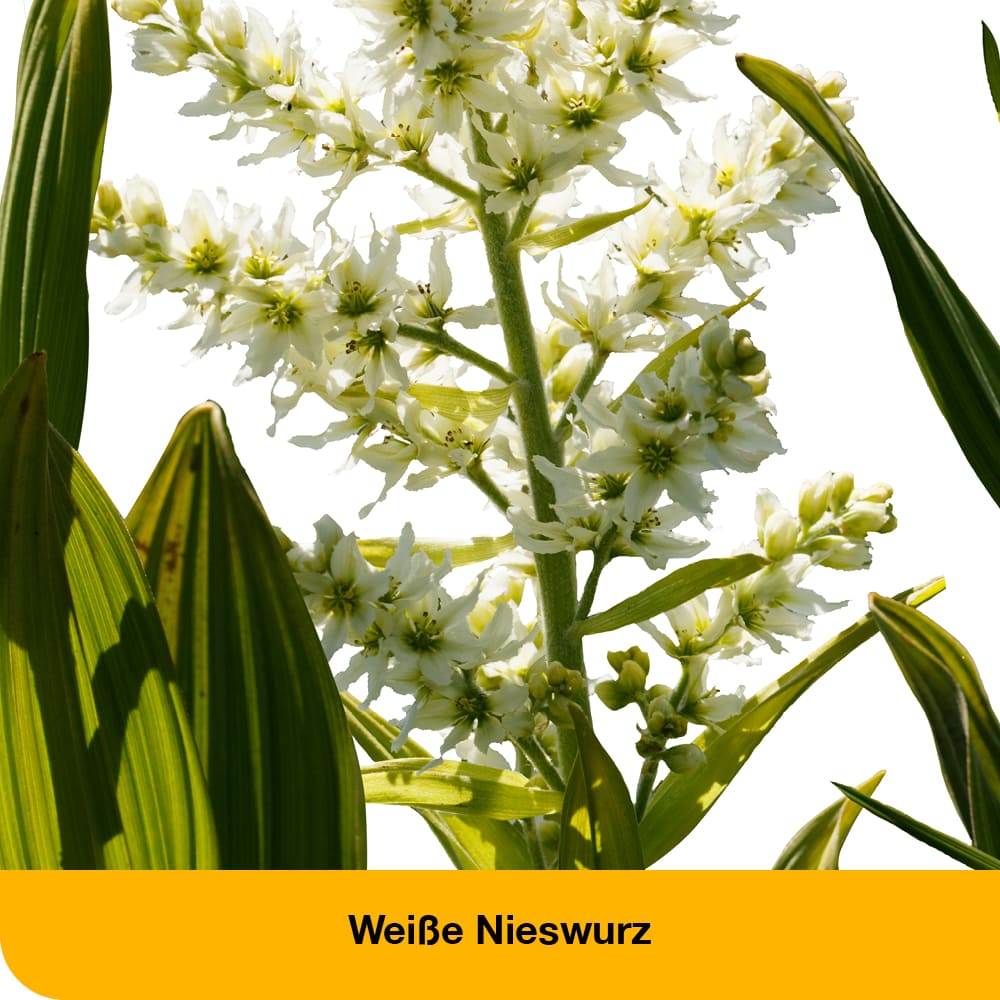 dystoLoges 50 ml Tropfen