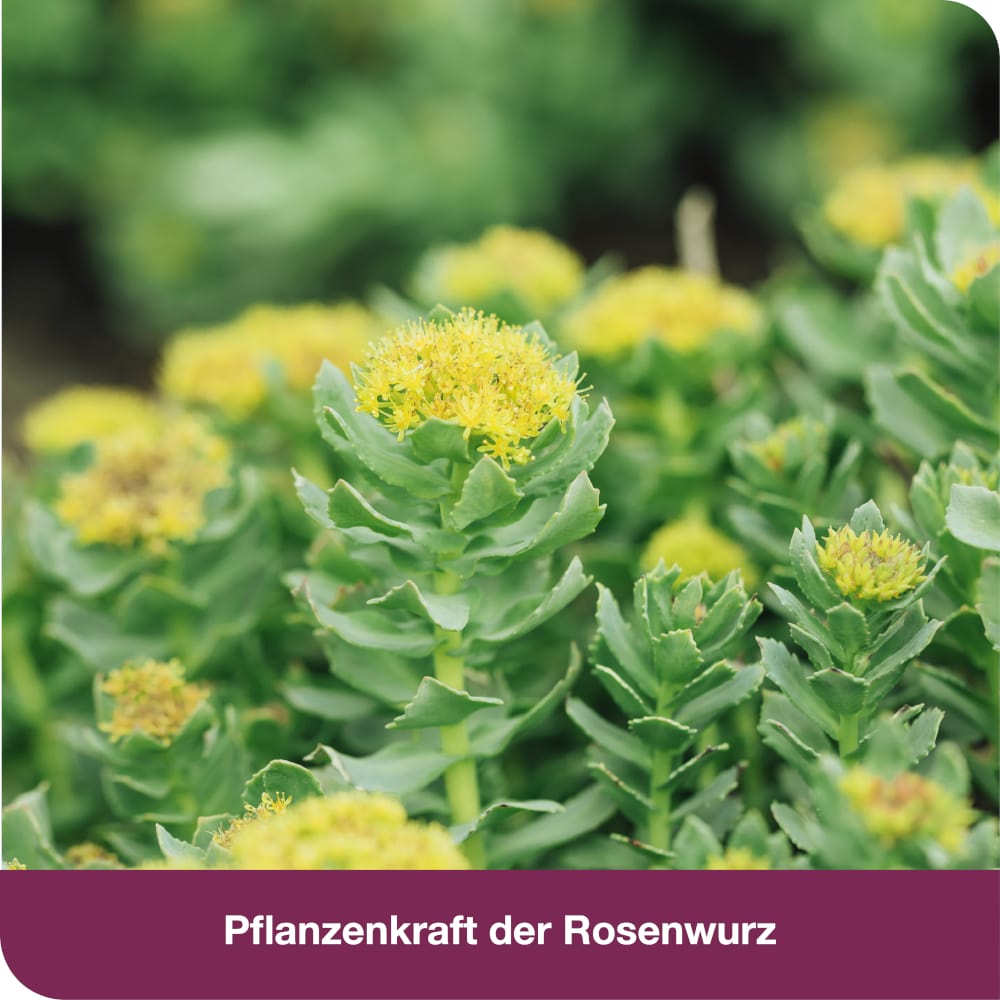 rhodioLoges 200 mg  120 St Filmtabletten