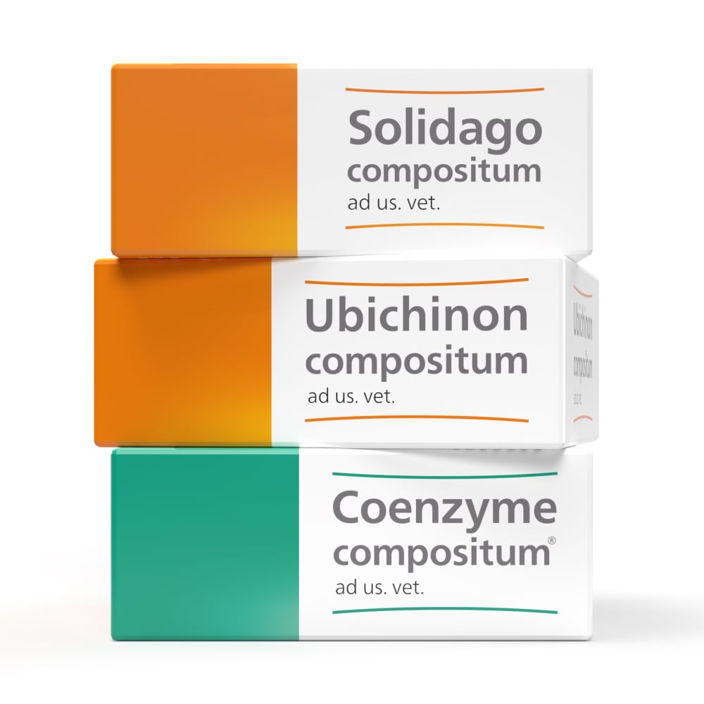 Solidago compositum ad us. vet.  10 St Ampullen