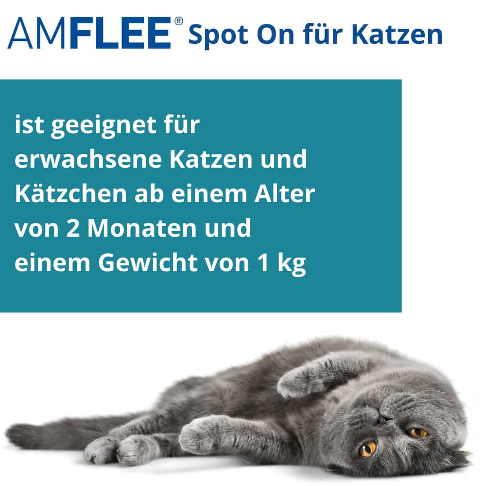 AMFLEE 50 mg Spot-on Lösung zum Auftropfen für Katzen 3 St Lösung