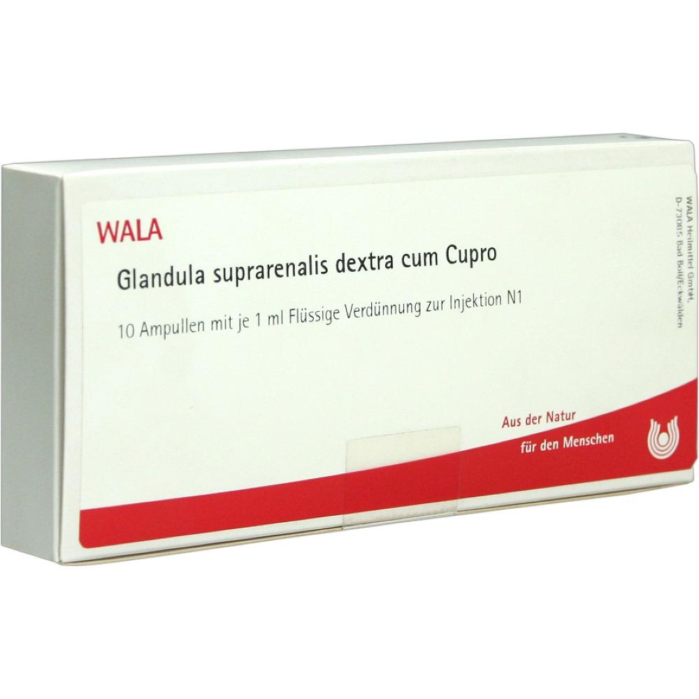 Glandula suprarenalis dextra cum Cupro Ampullen 10X1 ml Ampullen