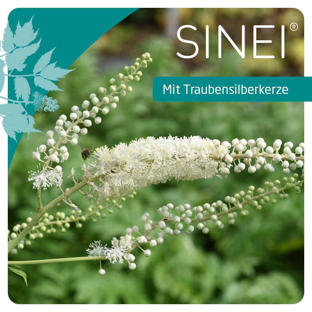 Sinei 6,5mg 100 St Hartkapseln