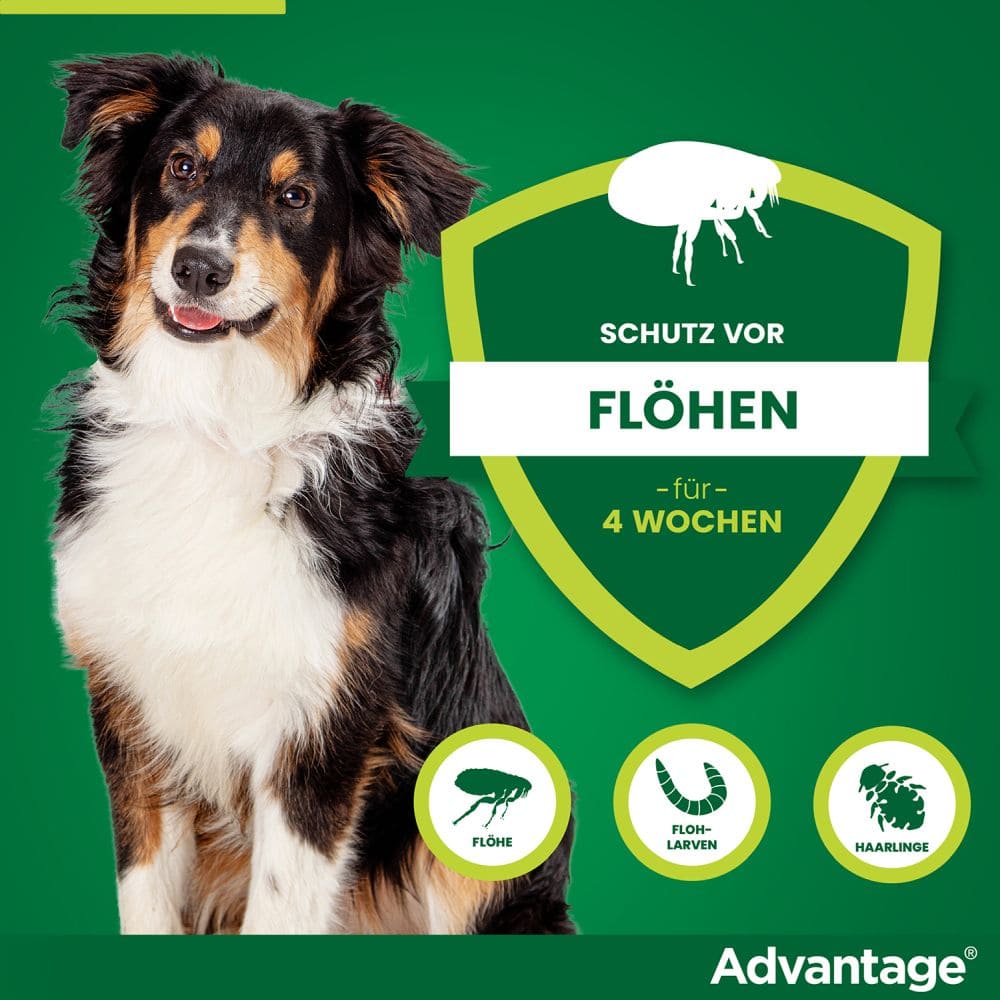 Advantage 250 Lösung für Hunde 10-25 kg 4 St Lösung