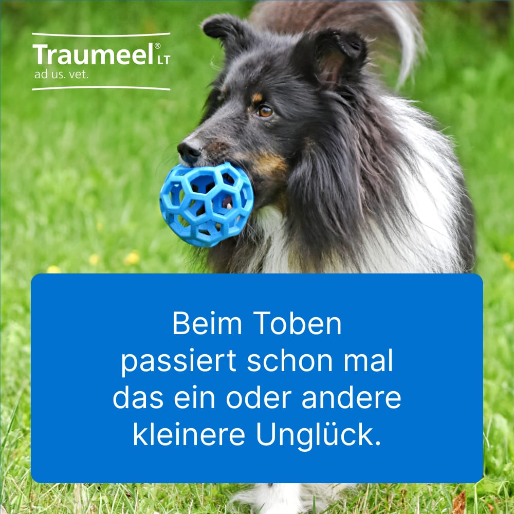 Traumel LT ad us. vet. 500 St Tabletten