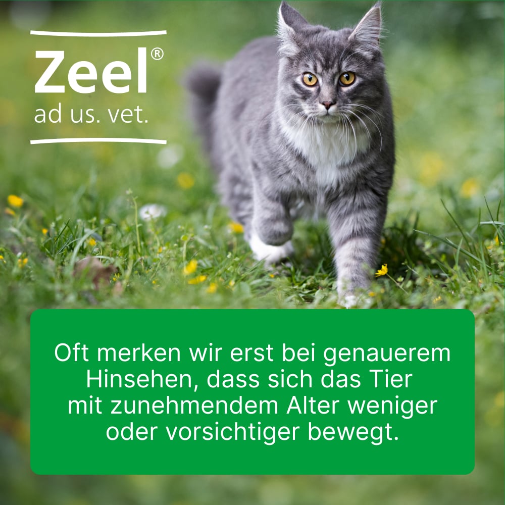 Zeel ad us. vet.  500 St Tabletten