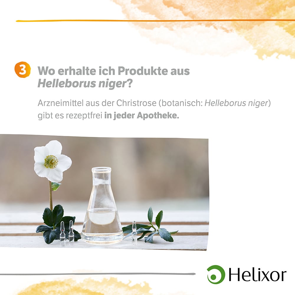 Helleborus foetidus aquos. D4 Ampullen 8X1 ml Ampullen