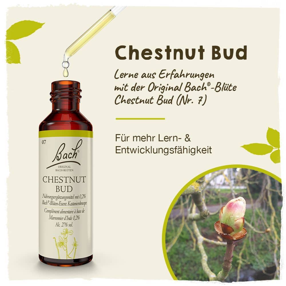 BACHBLÜTEN Original Chestnut Bud Nr.7 20 ml Tropfen
