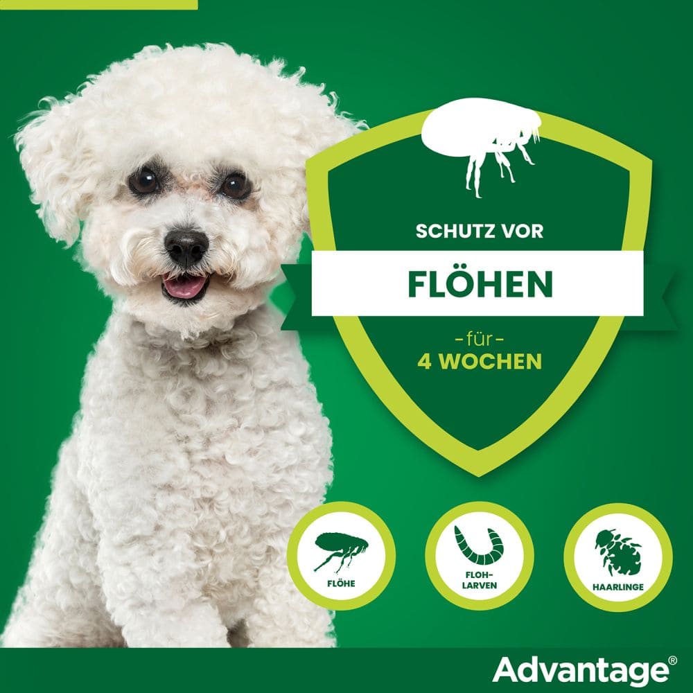 Advantage 100 Lösung zum Auftropfen für Hunde 4-10 kg 4 St Lösung