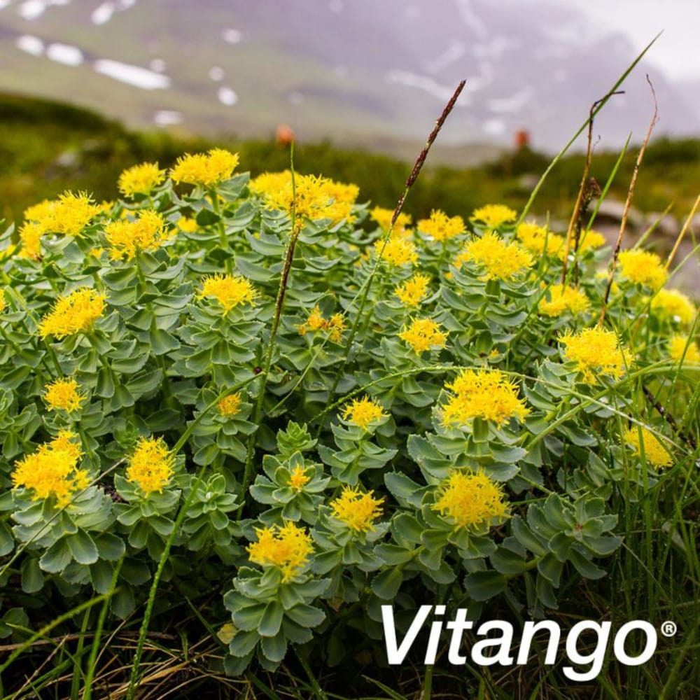 Vitango 90 St Filmtabletten