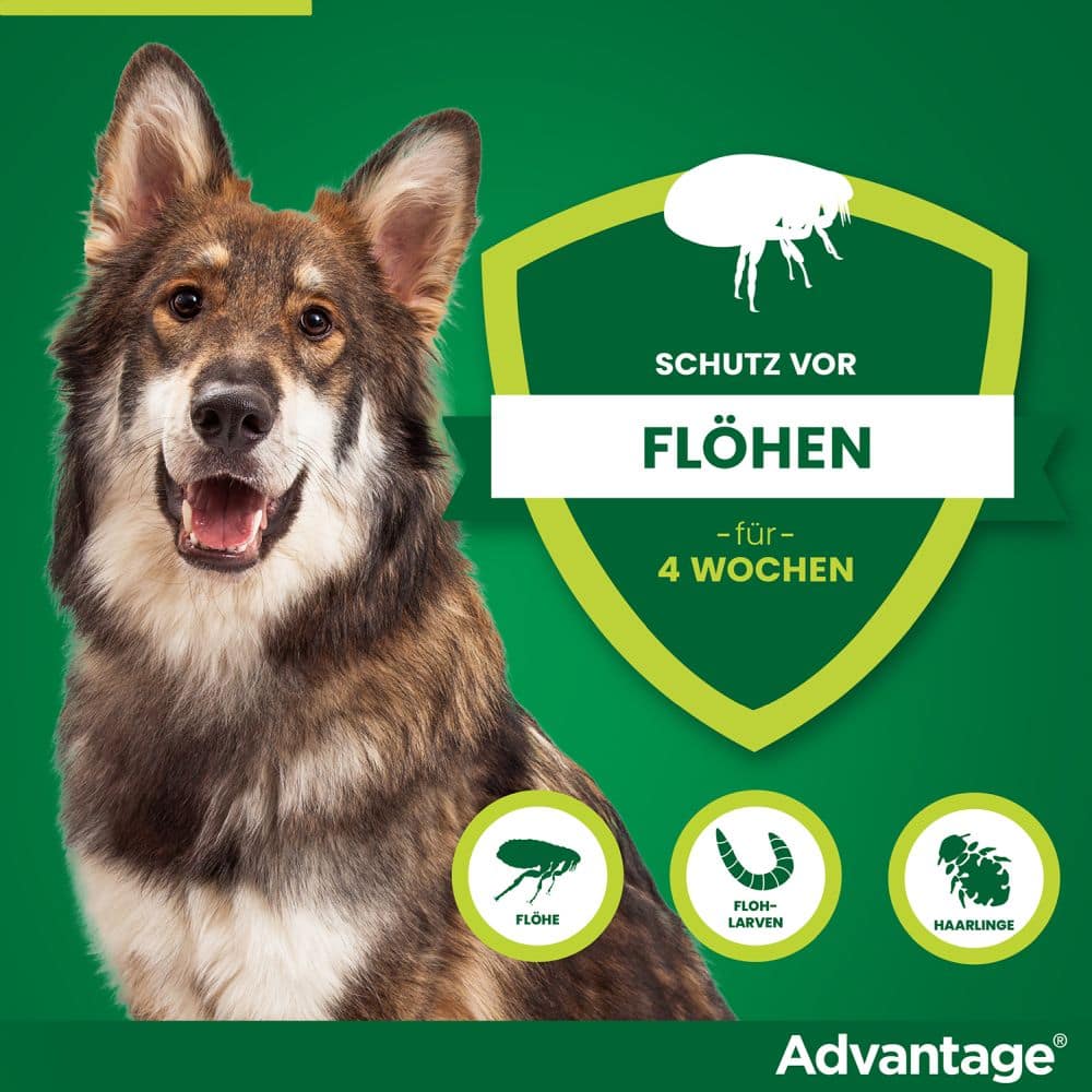 Advantage 400 Lösung Pipetten für Hunde ab 25 kg 1X4 St Lösung