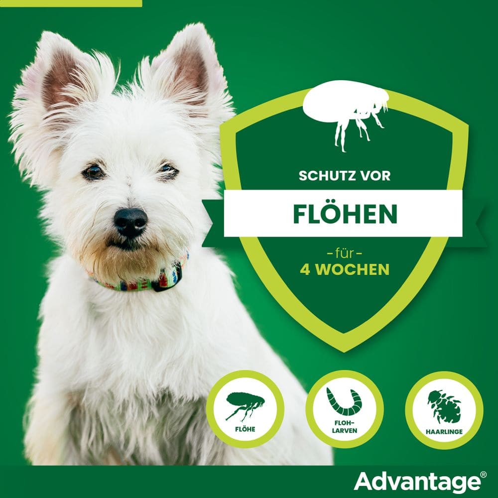 Advantage 40 Lösung für Hunde bis 4 kg 4 St Lösung