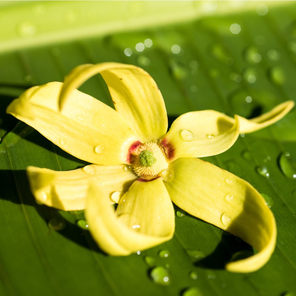 Weleda Feste Duschpflege Ylang-Ylang + Iris 75 g
