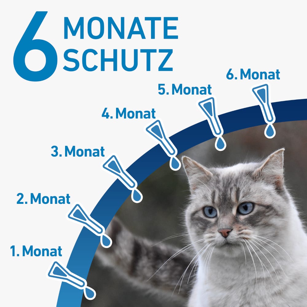 FRONTLINE SPOT-ON gegen Zecken und Flöhe für Katzen 6 St Lösung