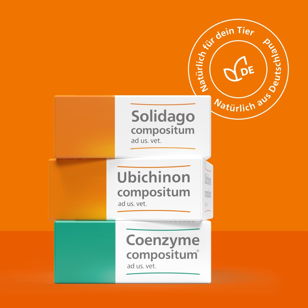 Solidago compositum ad us. vet.  10 St Ampullen