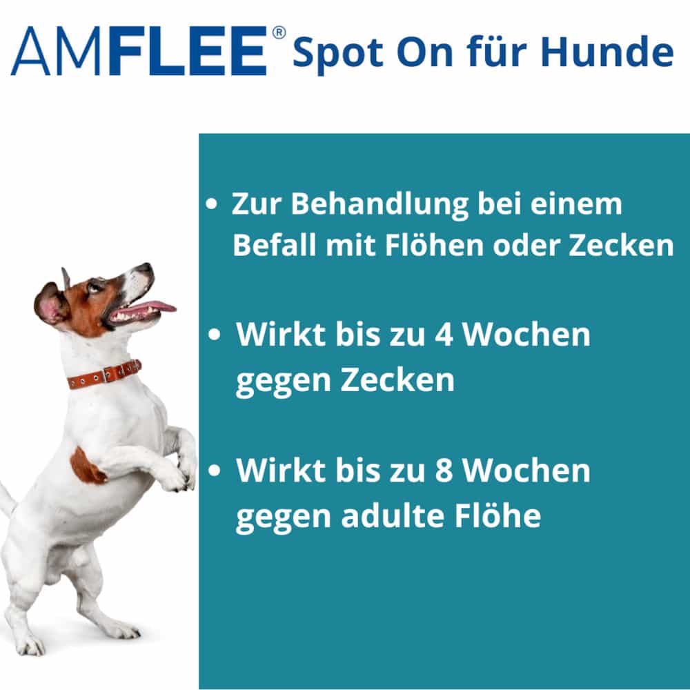 Amflee 268 mg Lösung zum Auftropfen für große Hunde 20-40kg 3 St Lösung