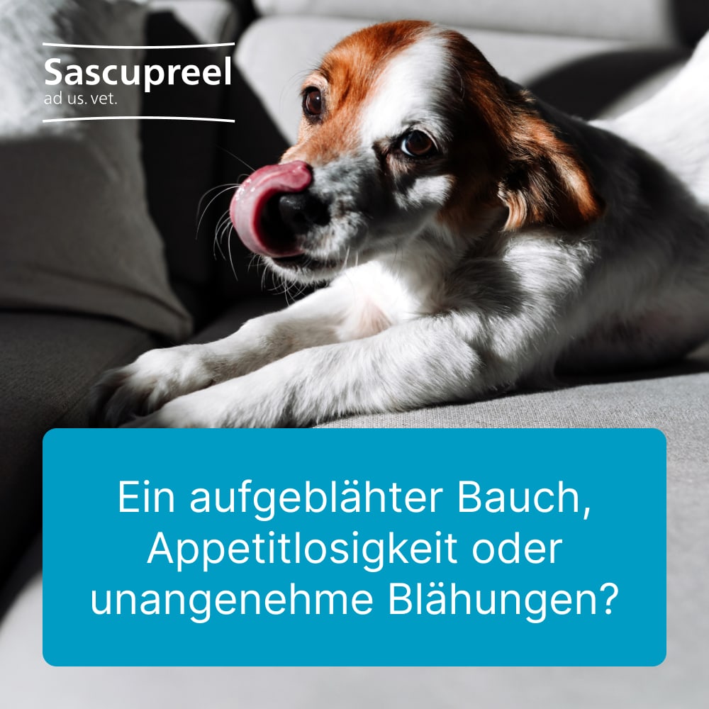Sascupreel ad us. vet. 500 St Tabletten