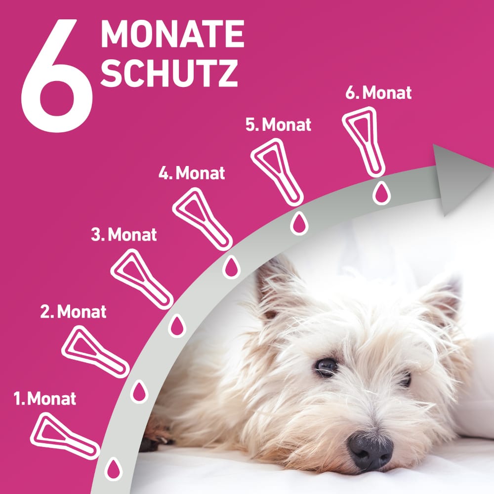 FRONTLINE TRI-ACT gegen Zecken, Flöhe und fliegende Insekten für Hunde M (10-20 kg)  6 St Lösung