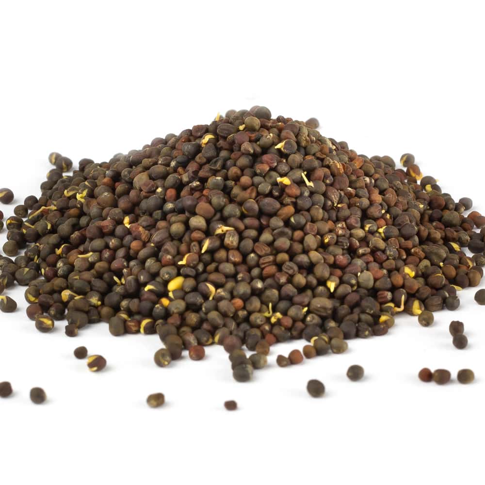Brokkolisamen Sulfoforte BIO Brokkoli Sulforaphan