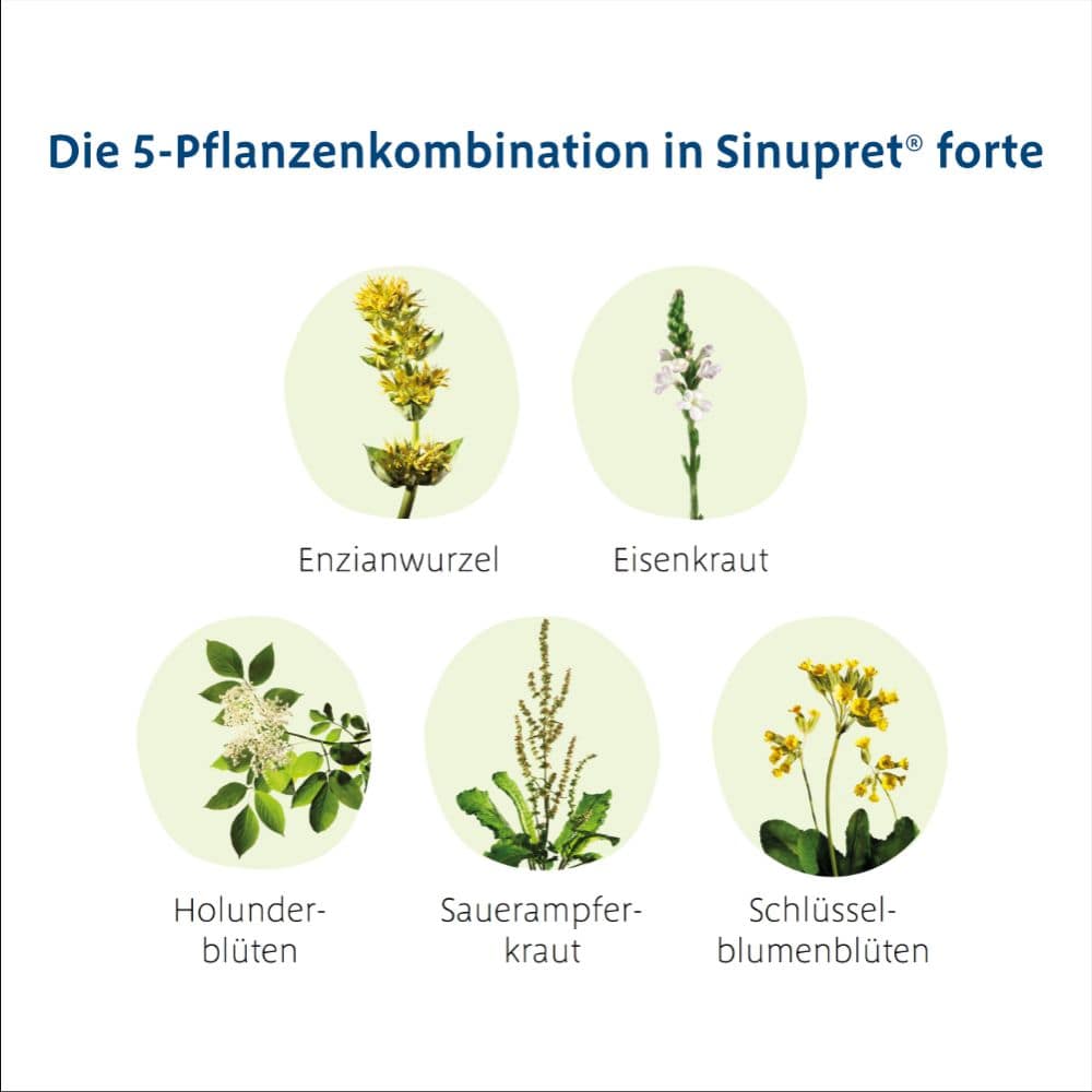 Sinupret forte  50 St Überzogene Tabletten