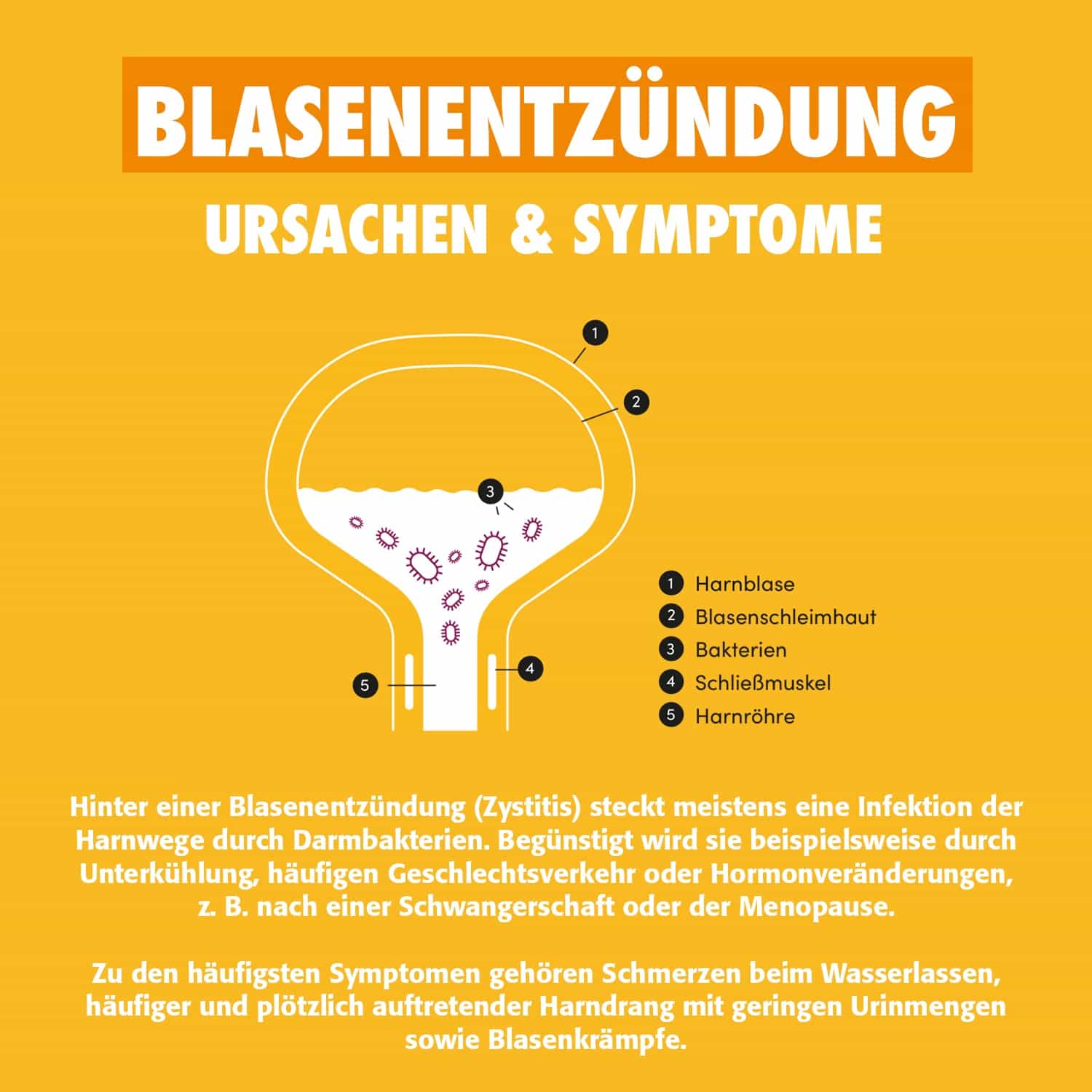UROinfekt 14 St Filmtabletten