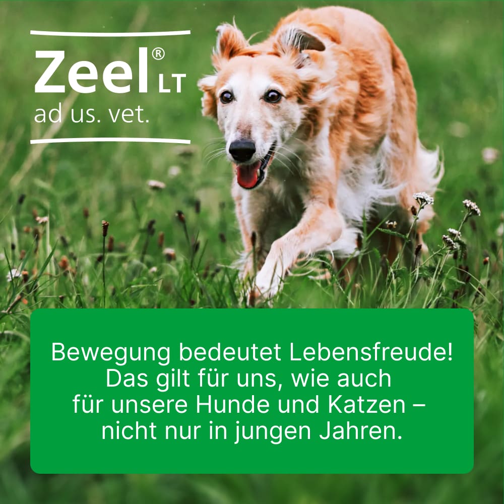 Zeel ad us. vet. 100 St Tabletten