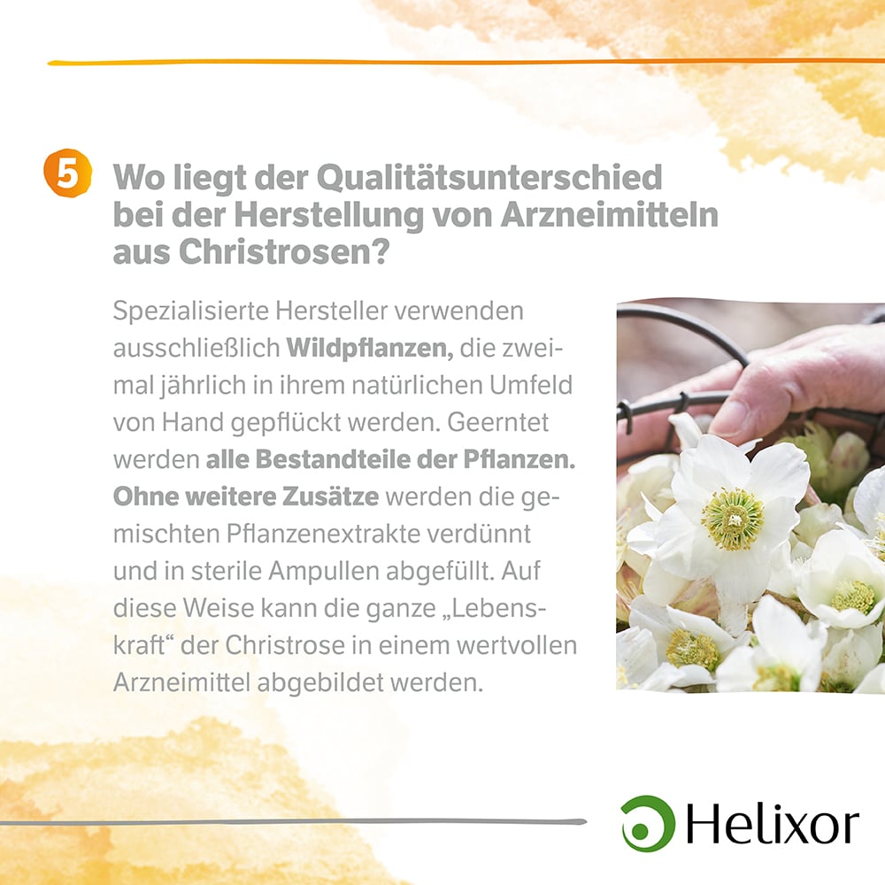 Helleborus foetidus aquos. D6 Ampullen 8X1 ml Ampullen