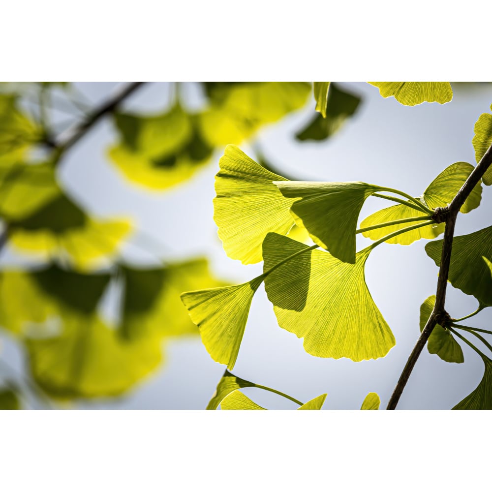 Ginkgo 1A Pharma 240mg  120 St Filmtabletten