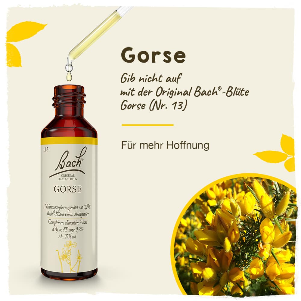 BACHBLÜTEN Original Gorse Nr. 13 20 ml Tropfen