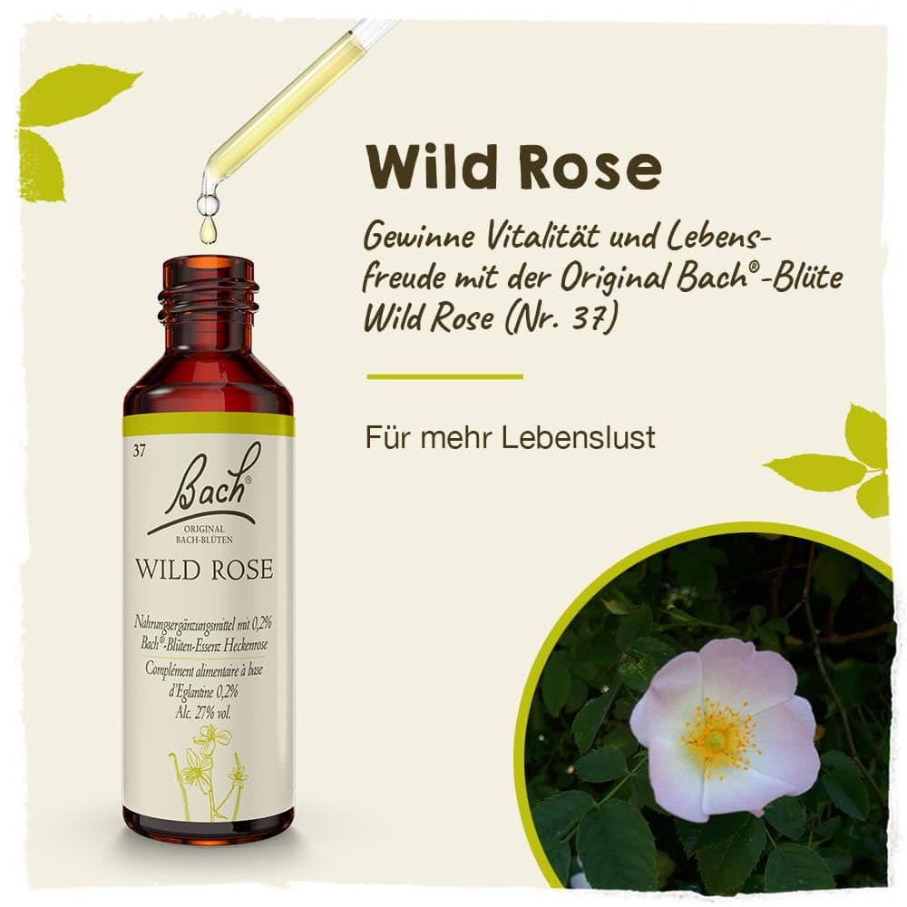 BACHBLÜTEN Original Wild Rose Nr.37 20 ml Tropfen