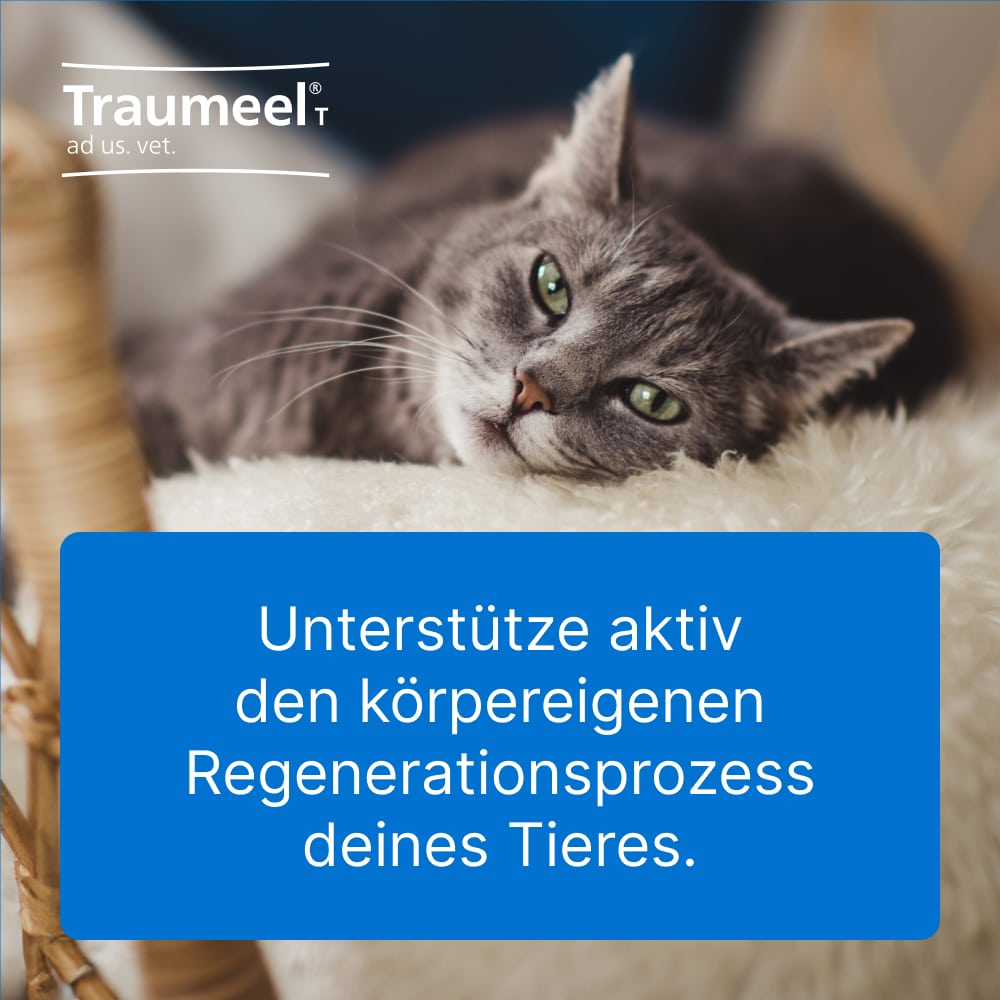 Traumeel T ad us. vet.  500 St Tabletten