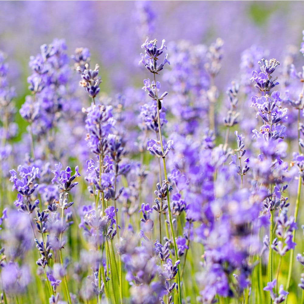 WELEDA Entspannendes Pflege-Öl LAVENDER 10 ml Öl