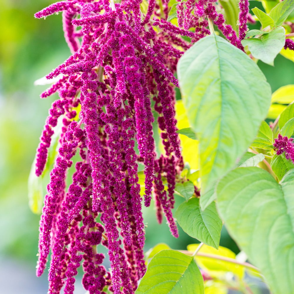 RAUSCH Amaranth REPAIR-SERUM 30 ml Öl