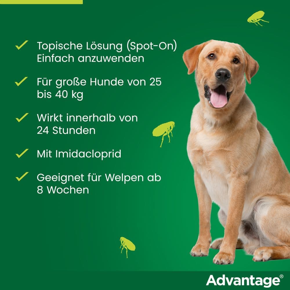 Advantage 400 Lösung Pipetten für Hunde ab 25 kg 1X4 St Lösung