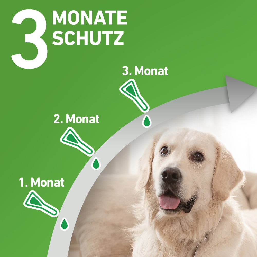 FRONTLINE COMBO gegen Zecken, Flöhe (Flöhe, Eier, Larven, Puppen) für Hunde S (5-10 Kg) 3 St Lösung